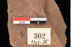 Foto (Detailansicht) von Pinus leuce Unger (NHMW-GEO-2024-0188-0302)